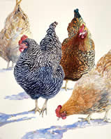 Spring Chickens by Susan L Johnson